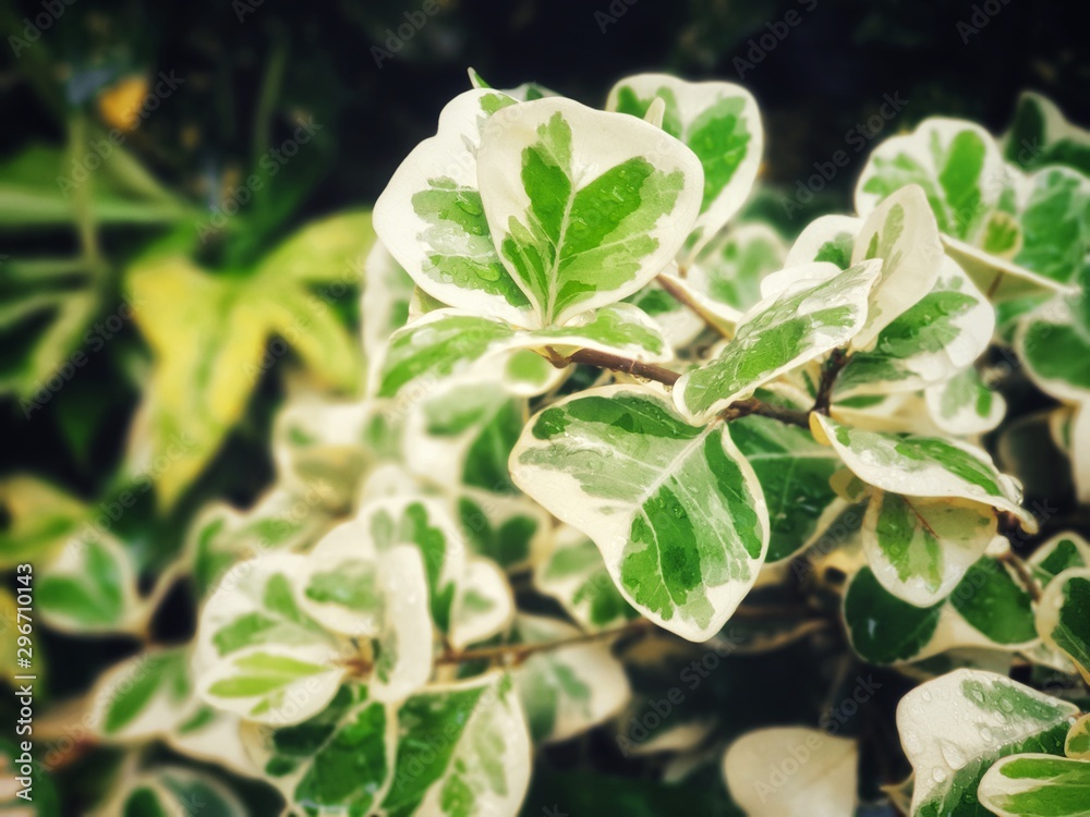 Ficus deltoidea Jack f. variegata in the garden. leaf background Ficus deltoidea Jack f. variegata in the garden. leaf background