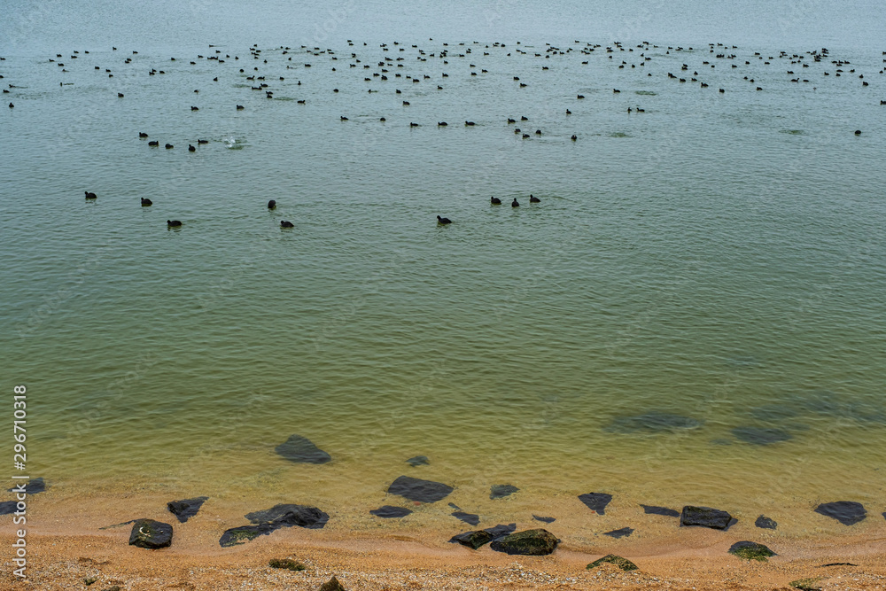 Fototapeta premium Blässhühner auf dem Ijsselmeer bei Volendam/NL