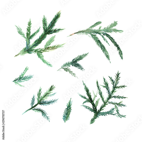 Set of watercolor fir branches