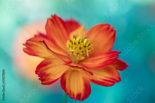 Sulfur Cosmos or Orange Cosmos in the garden.Beautiful selective focus Mexican Aster flower.