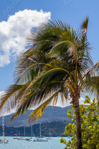 Palme am Meer mit Schiffen