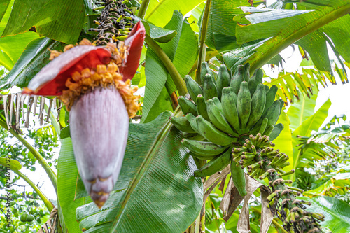 Bananenpflanze in El Salvador