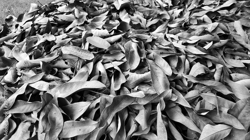 dry leaf background with black and white or grunge color, blurry photo and out of focus