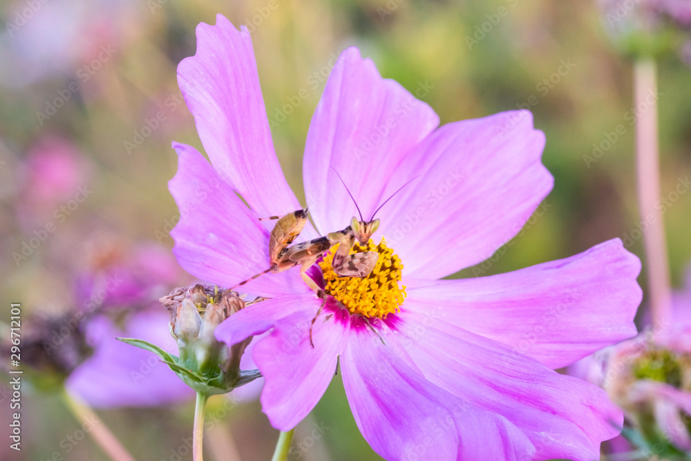 Cosmos flowers bloom in the morning. Cosmos flowers bloom in the morning.