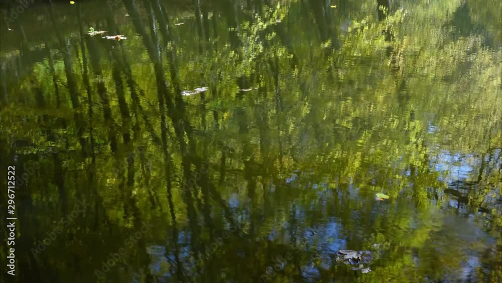 Autumn leaves and forest pond. Time lapse. Autumn leaves and forest pond. Time lapse.
