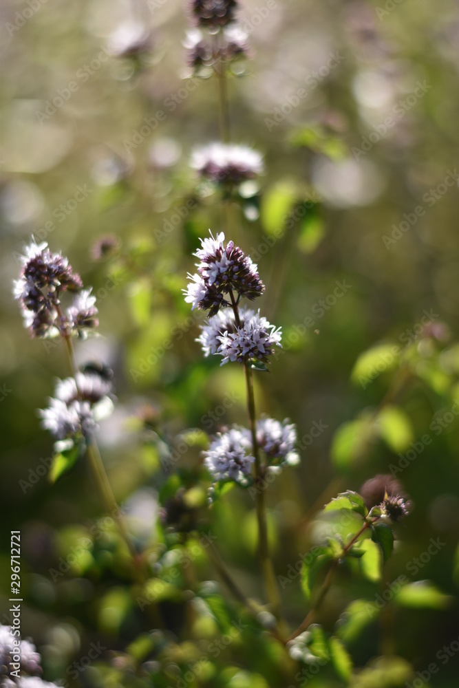 Blühende Zitronenminze (Mentha gentilis) Blühende Zitronenminze (Mentha gentilis)