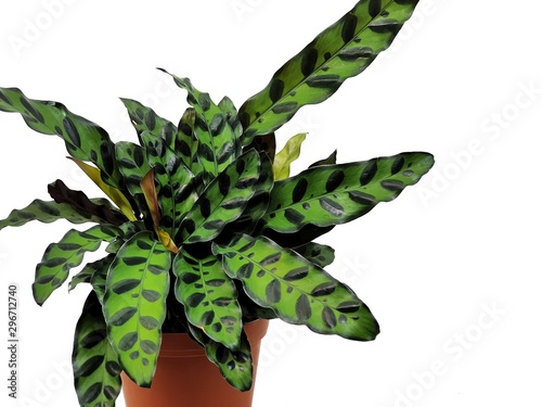 Calathea lancifolia isolated on white background with copy space. Rattlesnake plant leaves are striped with alternating ovals of dark green and by a purple. houseplant very best indoor ornamental photo