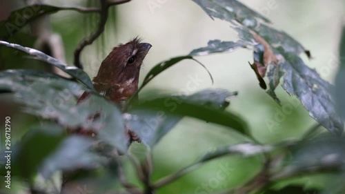 Adult Gould's frogmouth (Batrachostomus stellatus), high angle view, hiding on the bush in the bright morning in tropical moist lowland forest, Sri-phangnga National Park, south of Thailand. photo