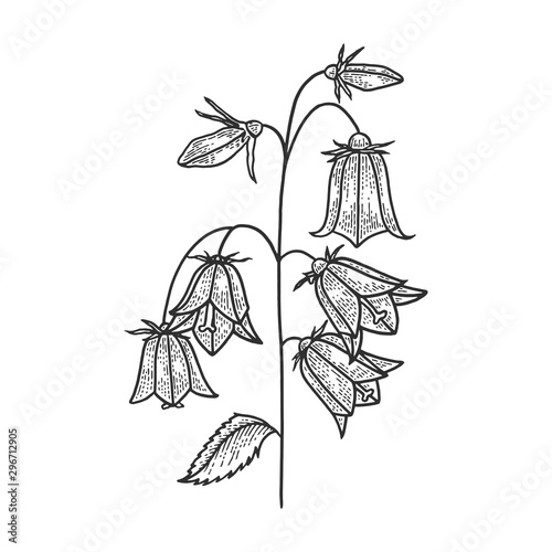 Campanula bell flower flower sketch engraving vector illustration. T-shirt apparel print design. Scratch board style imitation. Black and white hand drawn image.