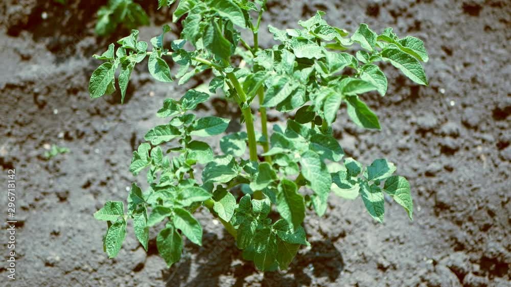 Potato plant grows in the ground Potato plant grows in the ground