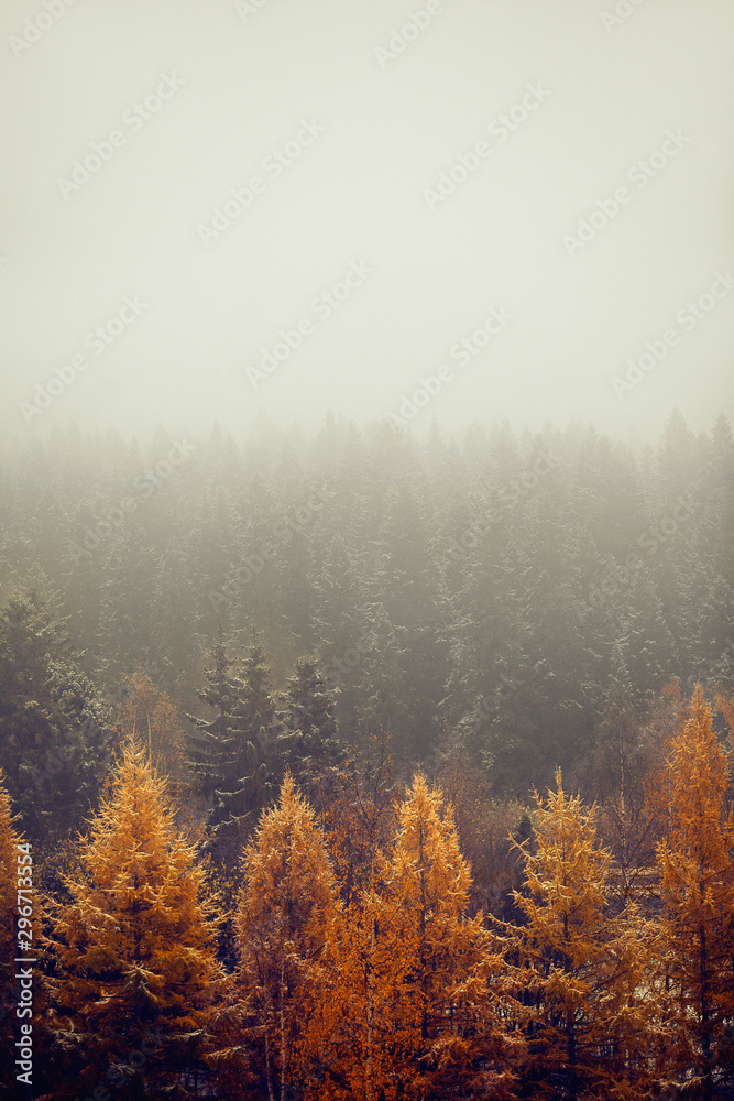 Autumn landscape with the forest in fog Autumn landscape with the forest in fog