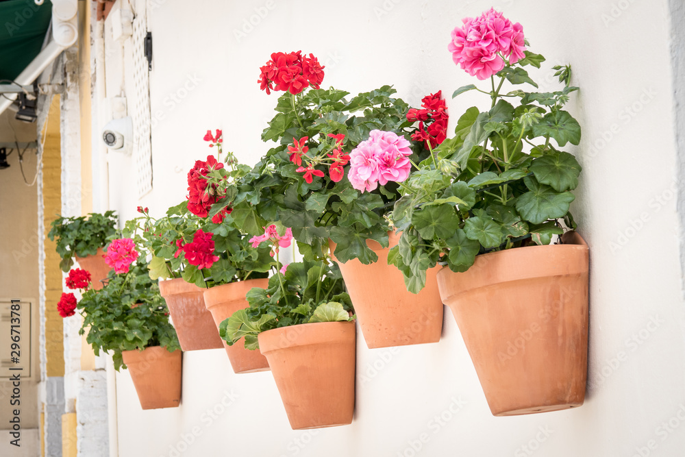 tiestos con flores colgadas en una pared blanca