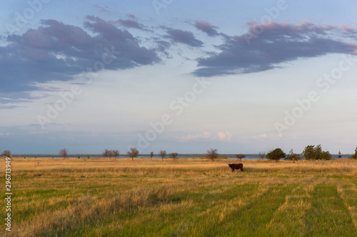 Cow grazing in yellow field on a sunset