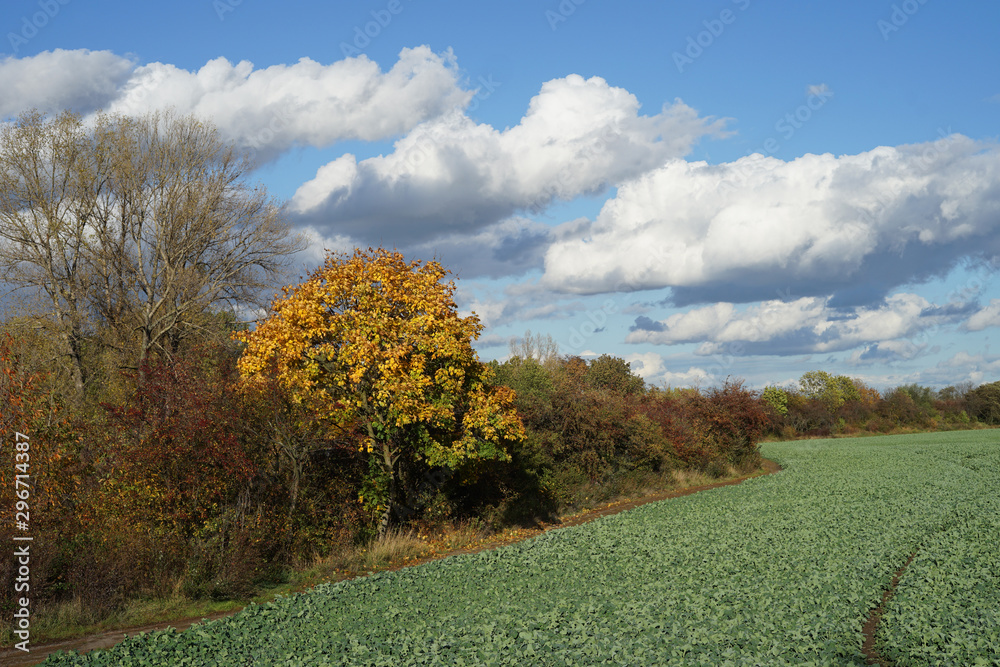 Field countryside with yellow autumn coloured trees