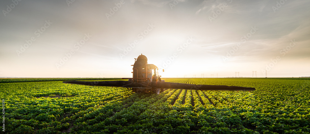 Tractor spraying soybean field in sunset - obrazy, fototapety, plakaty 