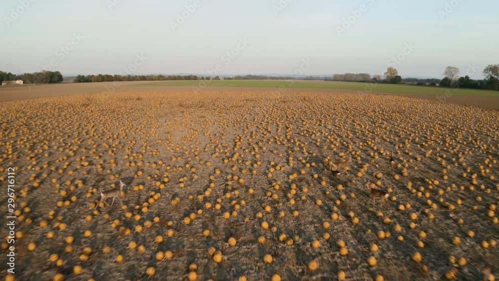 Aerial shot following female deers running in a pumpkin field. Aerial shot following female deers running in a pumpkin field.