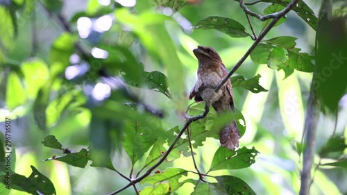 Adult Gould's frogmouth (Batrachostomus stellatus), high angle view, perching on the small branch in the bright morning in tropical moist lowland forest, Sri-phangnga National Park, south of Thailand. photo