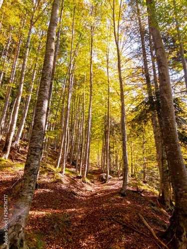 Fototapeta Naklejka Na Ścianę i Meble -  Autumn trees in the forest, nature scenery