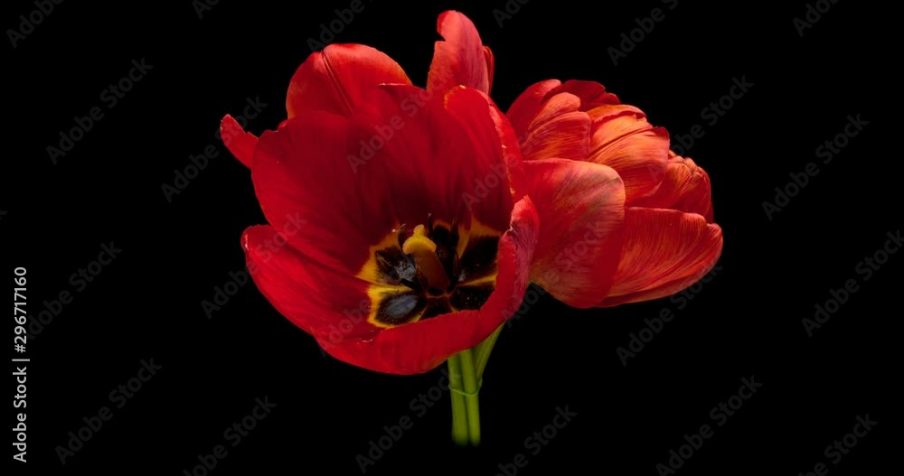 Tulips. Timelapse of bright pink striped colorful tulips flower blooming Time lapse tulip bunch of spring flowers opening, close-up. Holiday bouquet. 4K UHD video Tulips. Timelapse of bright pink striped colorful tulips flower blooming Time lapse tulip bunch of spring flowers opening, close-up. Holiday bouquet. 4K UHD video