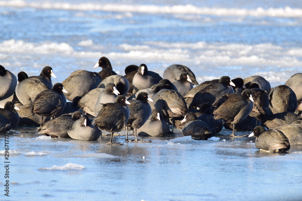 Fototapeta premium Skupisko łysek zimą