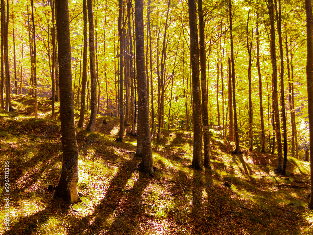 Autumn trees in the forest, nature scenery