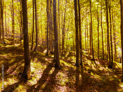 Autumn trees in the forest  nature scenery