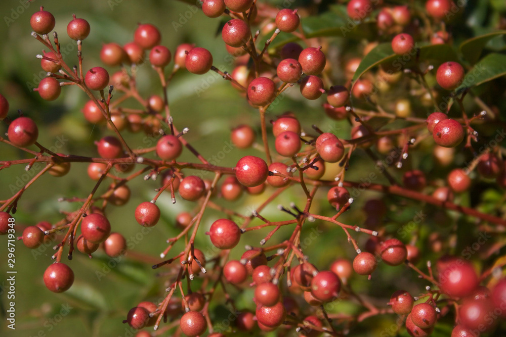 Close-up of Nandina domestica bush with red berries. Heavenly bamboo in the garden on a sunny day Close-up of Nandina domestica bush with red berries. Heavenly bamboo in the garden on a sunny day