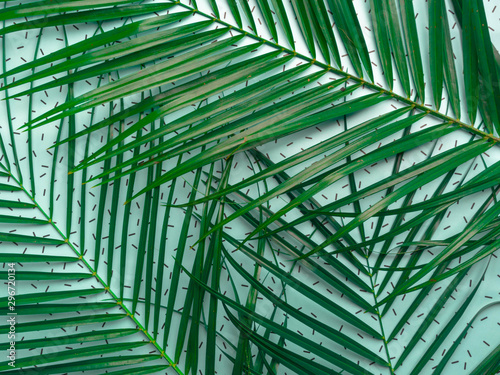 Striped of tropical palm leaf  Vintage tone  Natural pattern