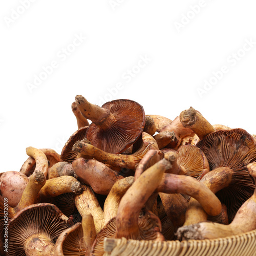 boletus mushrooms on white background