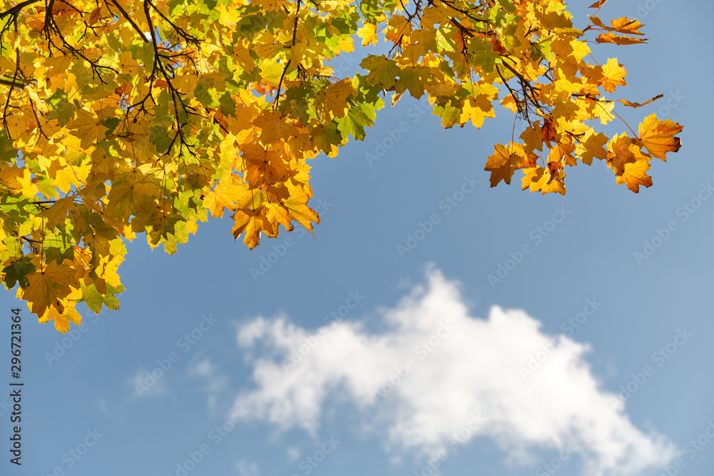 Autumnal background with beautifully colored maple leaves against the clear bue sky with one white cloud on a sunny autumn day in October in Germany Autumnal background with beautifully colored maple leaves against the clear bue sky with one white cloud on a sunny autumn day in October in Germany