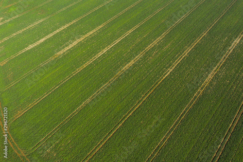Aerial view of agricultural field.  Green fields aerial view before harvest at autumn. Background image of lush grass field under blue sky.