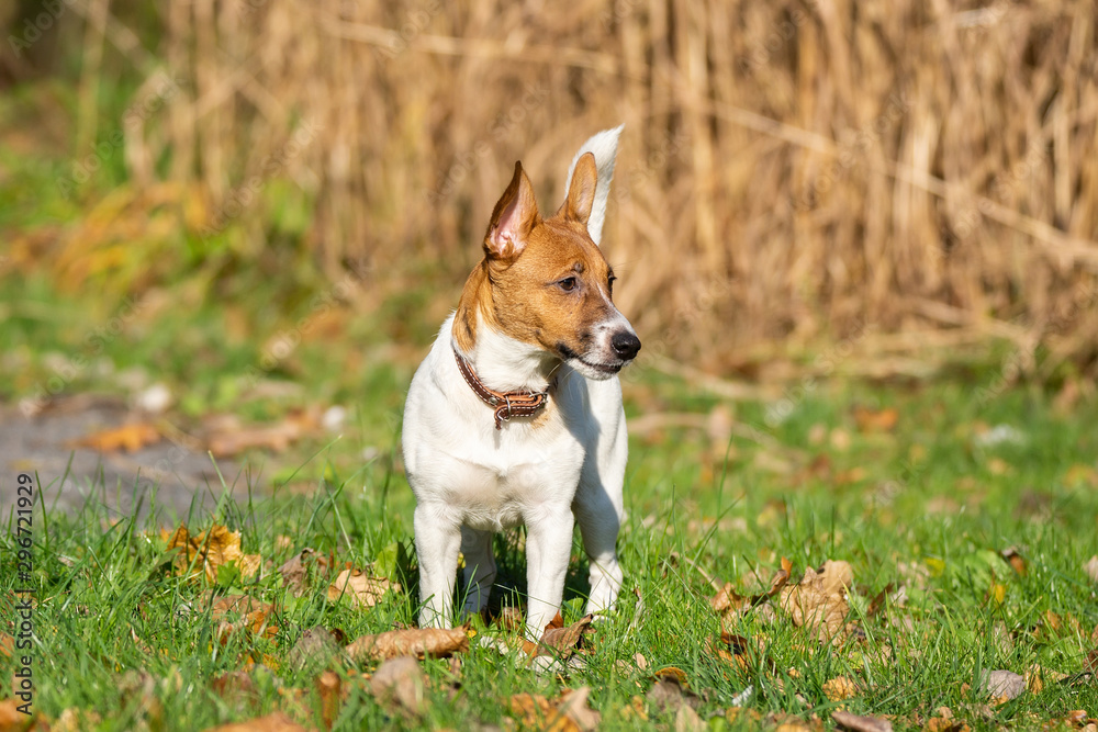 Jack Russell Terrier Jack Russell Terrier