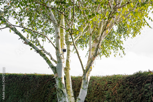 Newly installed, 4K WiFi IP Security camera using integral Solar Panel for complete wire free operation. Installed high up in a Silver Birch tree in a garden.