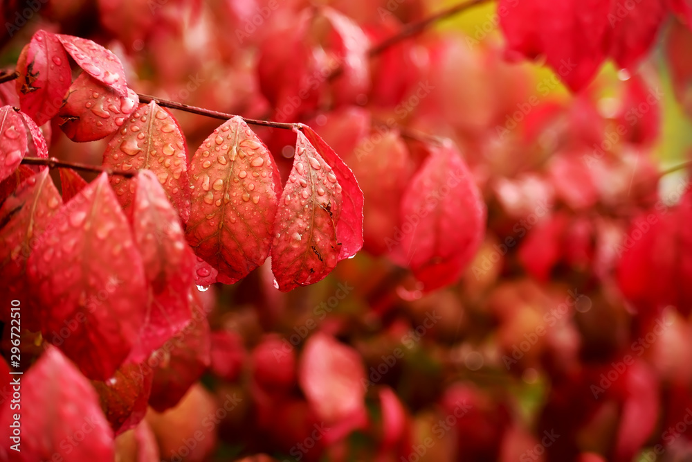 Red leaves on a shrub in the drops in the rain. Bright colorful autumn.