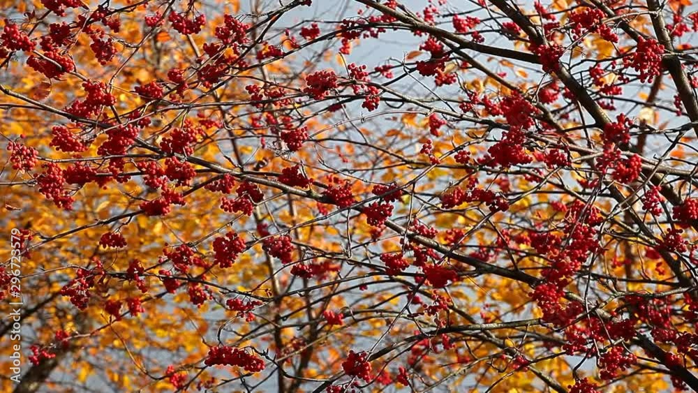 mountain ash autumn tree background mountain ash autumn tree background