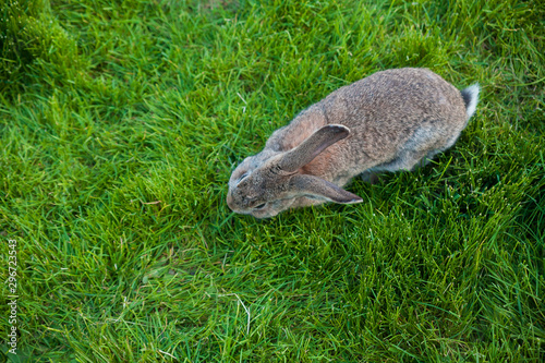 One rabbit eats grass in garden view from above
