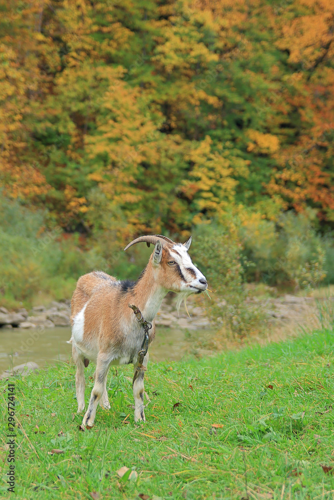 goat grazing in a green meadow against the backdrop of autumn vegetation. goat grazing in a green meadow against the backdrop of autumn vegetation.