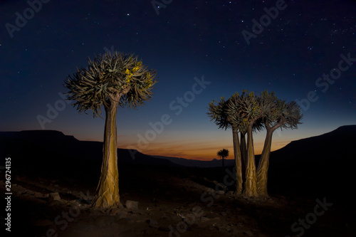 Quiver trees in Biedouw valley in the Western Cape. 