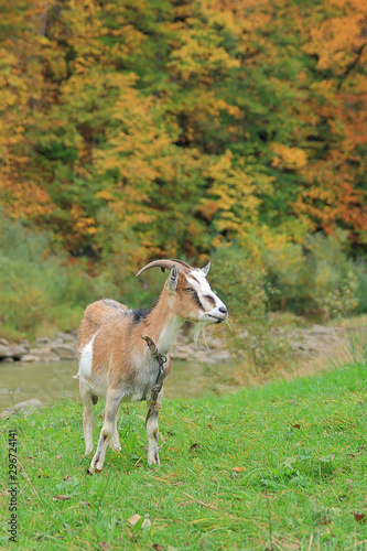 goat grazing in a green meadow against the backdrop of autumn vegetation.