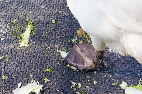 leg of Cygnus buccinator in farm