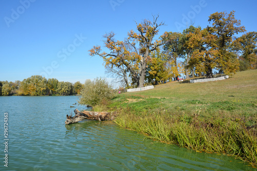 Old oak trees on the lake bank in colorful autumn