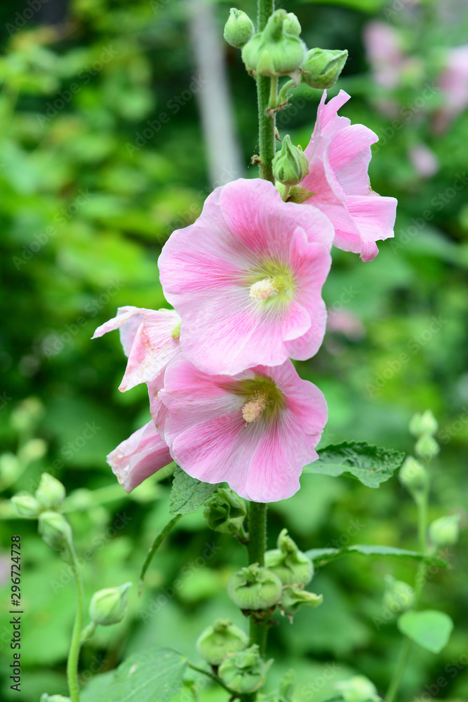 Malva or mallow bloom. Malva Sylvestris. Blooming musk mallow (Malva alcea, vervain mallow or hollyhock mallow) Malva or mallow bloom. Malva Sylvestris. Blooming musk mallow (Malva alcea, vervain mallow or hollyhock mallow)