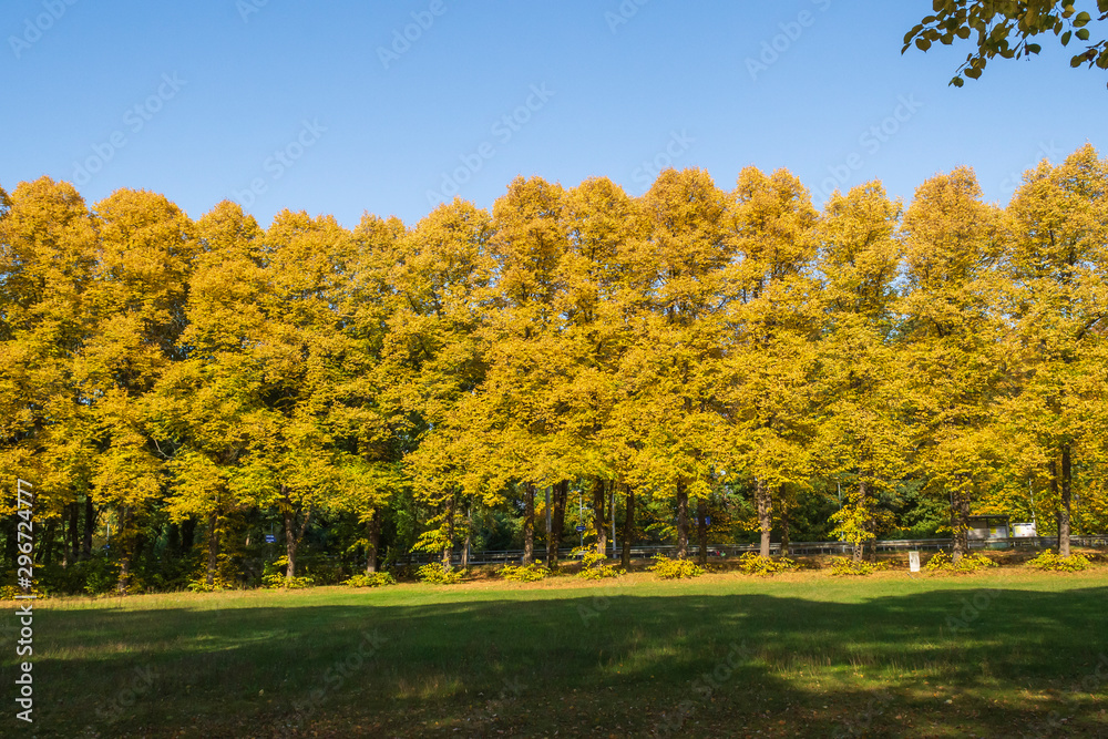 Lindenbäume  im Herbst gelb gefärbt