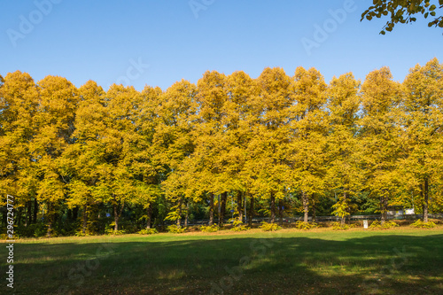 Lindenbäume im Herbst gelb gefärbt