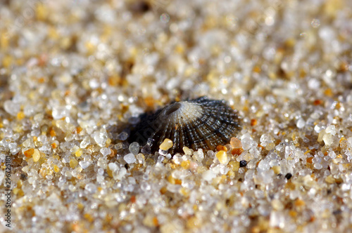 coquillage