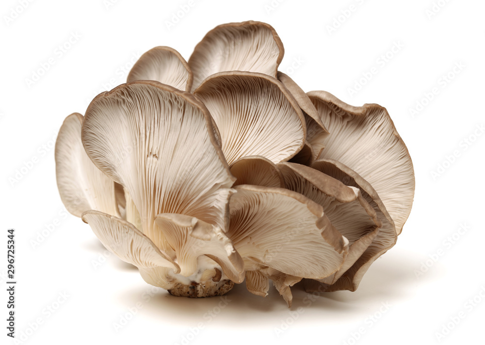 oyster mushroom on white background oyster mushroom on white background