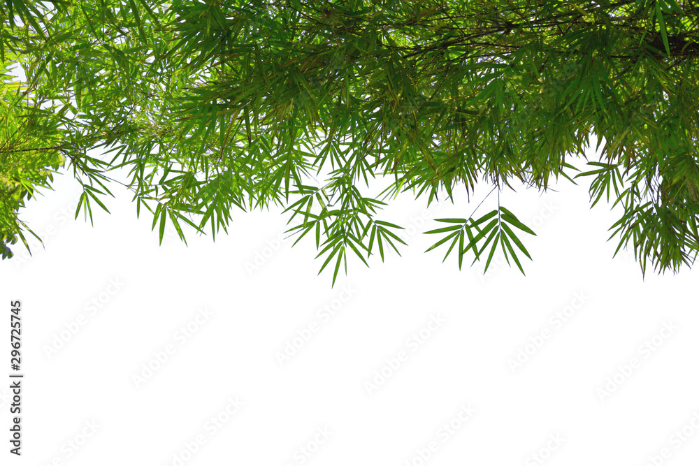 Green bamboo leaves isolated on white background Green bamboo leaves isolated on white background
