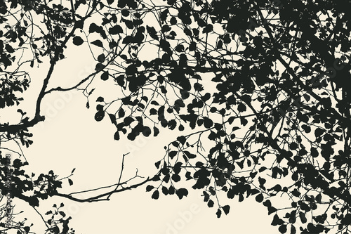tree and branches silhouette. detailed vector illustration