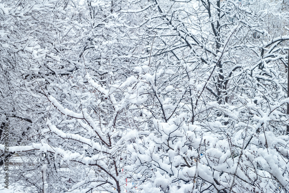 Snow covered tree branches. City courtyard is densely covered with snow. Snow covered tree branches. City courtyard is densely covered with snow.
