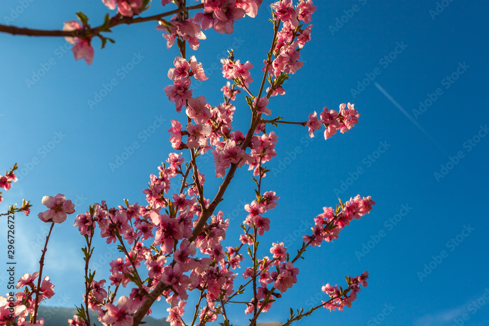 Peach branches in bloom with blue sky in the background, Vittorio Veneto, Italy Peach branches in bloom with blue sky in the background, Vittorio Veneto, Italy